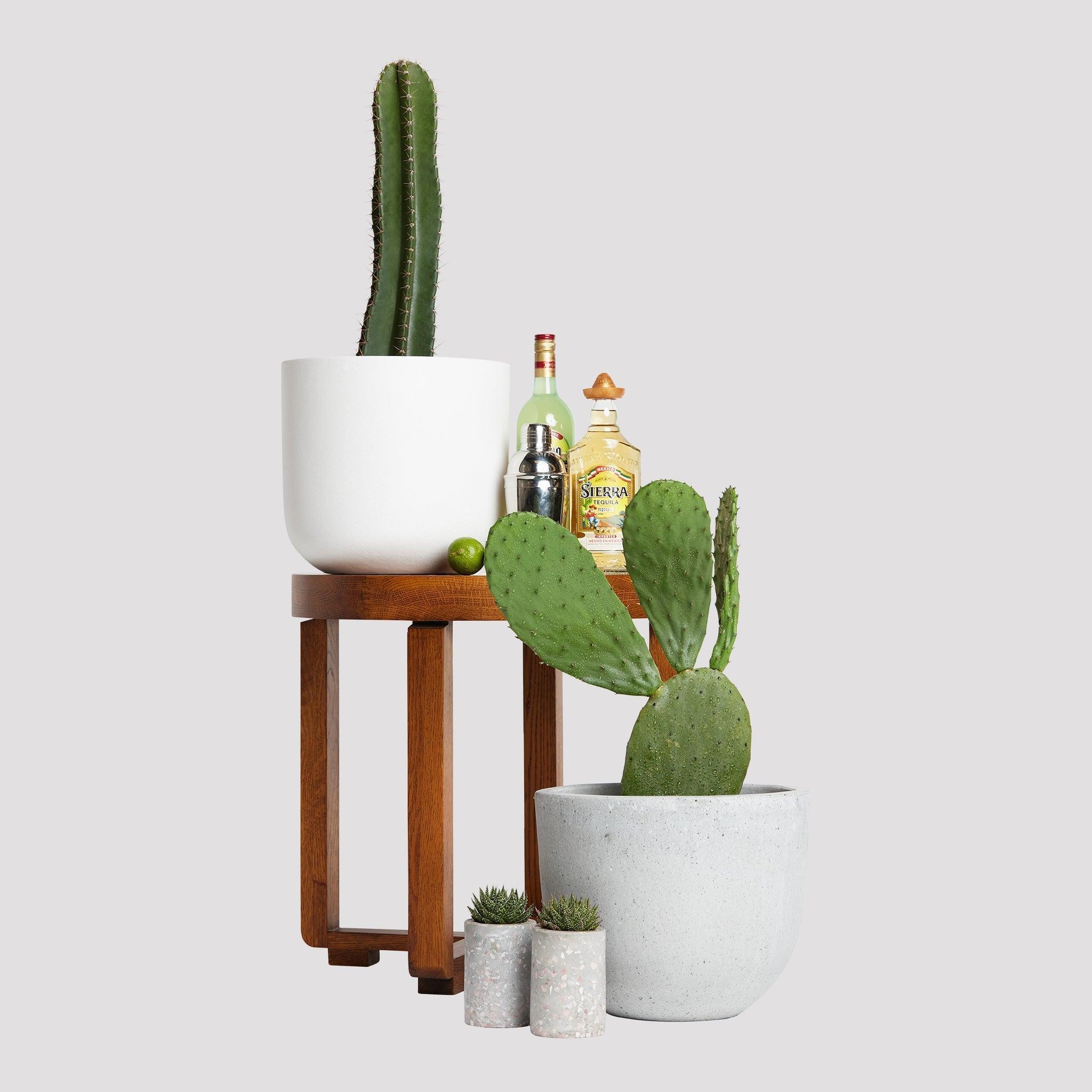 San Pedro Cactus  Iconic Andean Cactus